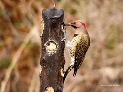 Wild birds unlimited ford parkway saint paul mn #6